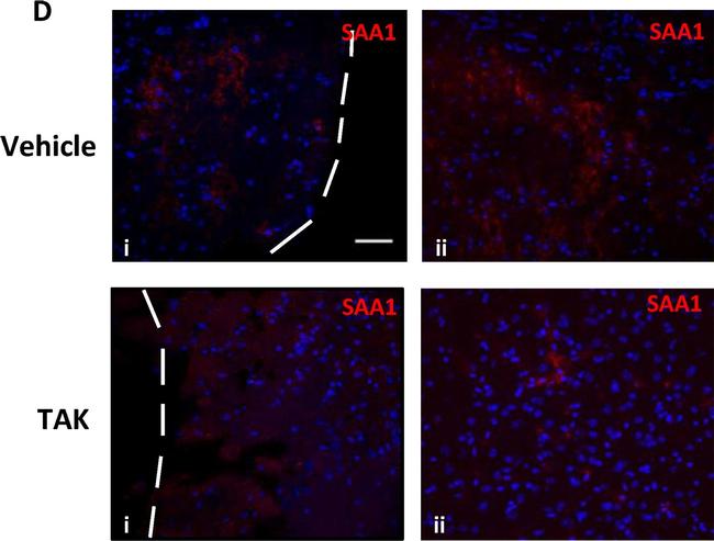 Goat IgG (H+L) Cross-Adsorbed Secondary Antibody in Immunohistochemistry (Frozen) (IHC (F))