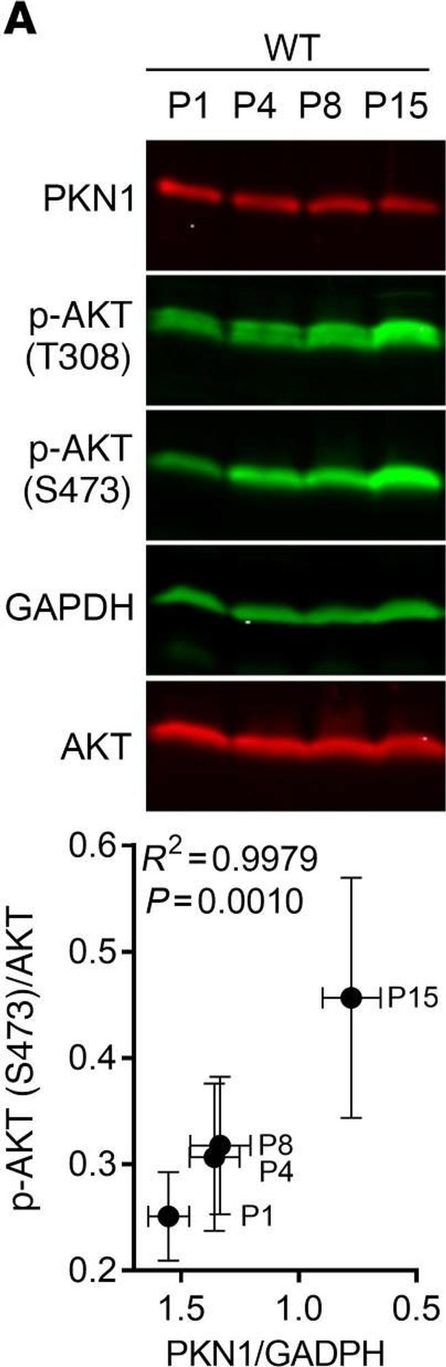 Rabbit IgG (H+L) Cross-Adsorbed Secondary Antibody in Western Blot (WB)