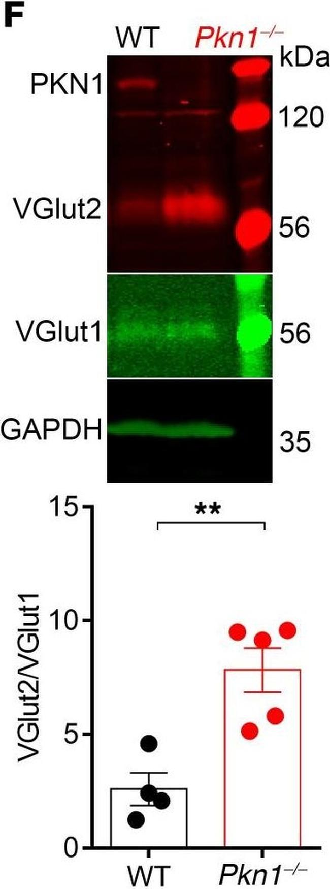 Rabbit IgG (H+L) Cross-Adsorbed Secondary Antibody in Western Blot (WB)