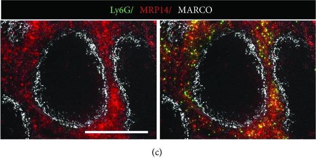 Rat IgG (H+L) Highly Cross-Adsorbed Secondary Antibody in Immunohistochemistry (Frozen) (IHC (F))