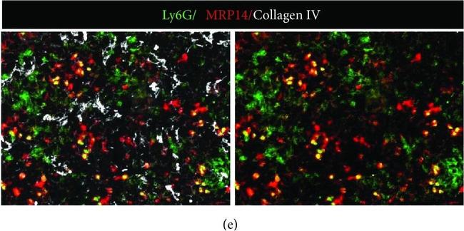 Rat IgG (H+L) Highly Cross-Adsorbed Secondary Antibody in Immunohistochemistry (Frozen) (IHC (F))