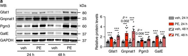 Mouse IgG (H+L) Cross-Adsorbed Secondary Antibody in Western Blot (WB)