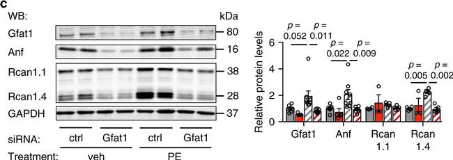 Mouse IgG (H+L) Cross-Adsorbed Secondary Antibody in Western Blot (WB)