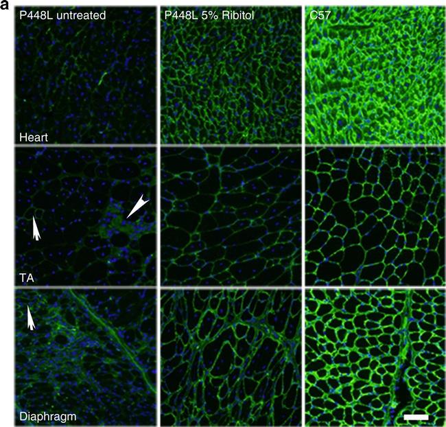 Mouse IgM (Heavy chain) Cross-Adsorbed Secondary Antibody in Immunohistochemistry (Frozen) (IHC (F))