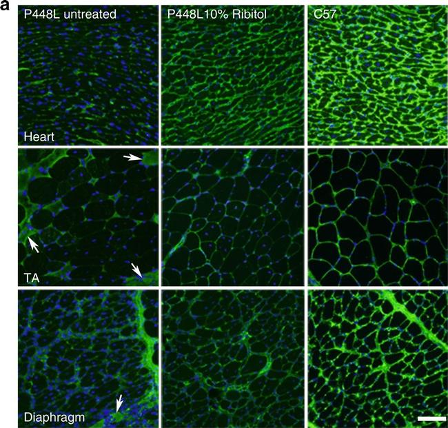 Mouse IgM (Heavy chain) Cross-Adsorbed Secondary Antibody in Immunohistochemistry (Frozen) (IHC (F))