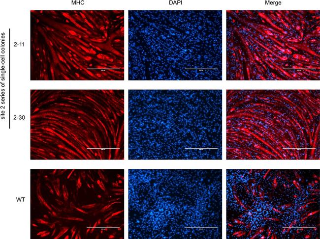 Mouse IgM (Heavy chain) Cross-Adsorbed Secondary Antibody in Immunohistochemistry (PFA fixed) (IHC (PFA))