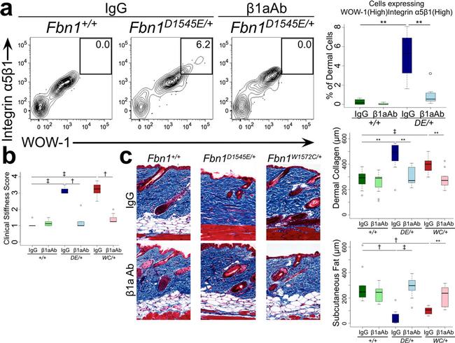 CD61 (Integrin beta 3) Antibody in Flow Cytometry (Flow)