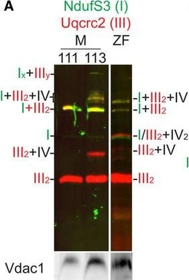 Rabbit IgG (H+L) Cross-Adsorbed Secondary Antibody in Western Blot (WB)