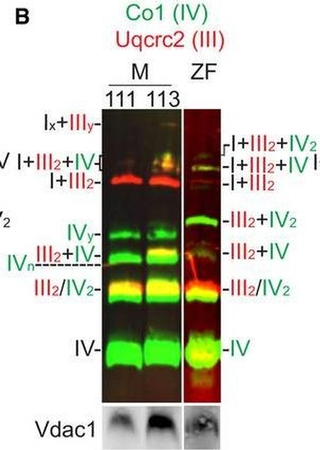 Rabbit IgG (H+L) Cross-Adsorbed Secondary Antibody in Western Blot (WB)