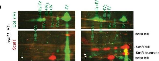 Rabbit IgG (H+L) Cross-Adsorbed Secondary Antibody in Western Blot (WB)