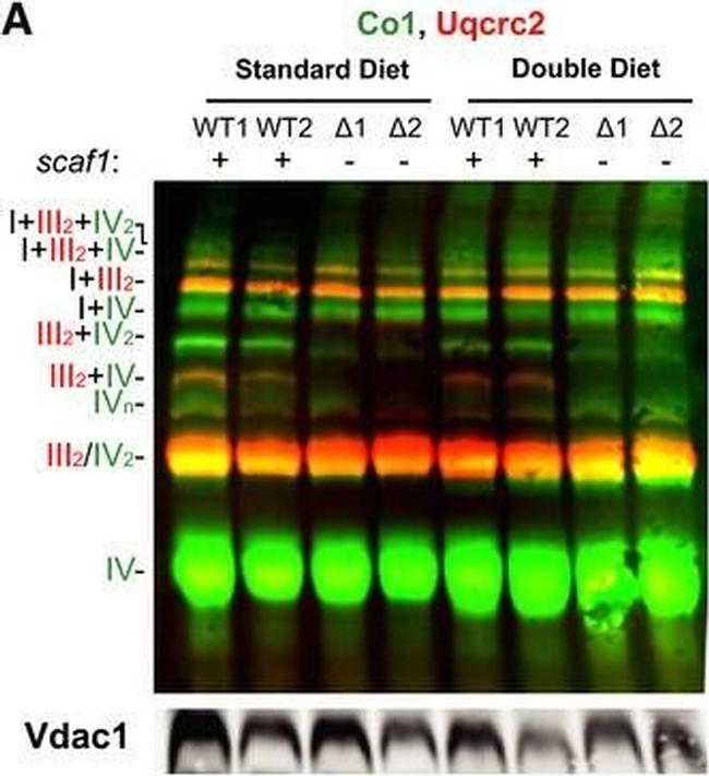 Rabbit IgG (H+L) Cross-Adsorbed Secondary Antibody in Western Blot (WB)