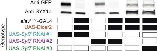 Rabbit IgG (H+L) Highly Cross-Adsorbed Secondary Antibody in Western Blot (WB)