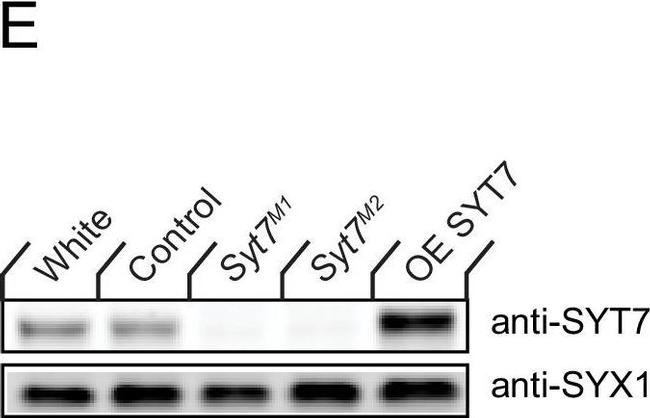 Rabbit IgG (H+L) Highly Cross-Adsorbed Secondary Antibody in Western Blot (WB)