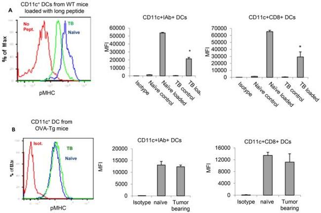 OVA257-264 (SIINFEKL) peptide bound to H-2Kb Antibody in Flow Cytometry (Flow)