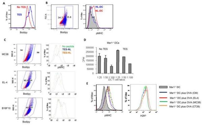 MHC Class I (H-2Kb) Antibody in Flow Cytometry (Flow)