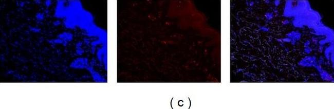 Mouse IgG2a Cross-Adsorbed Secondary Antibody in Immunohistochemistry (Frozen) (IHC (F))