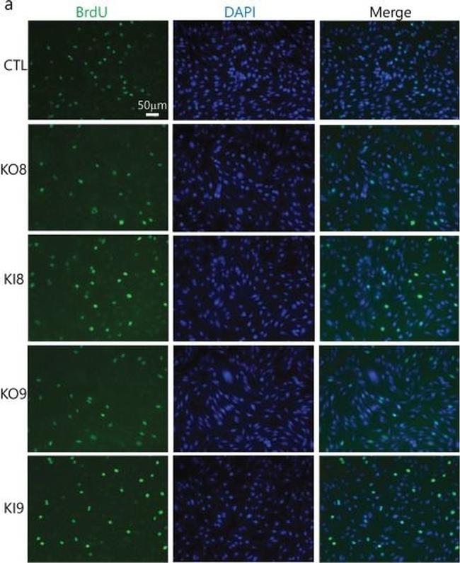 Mouse IgG1 Cross-Adsorbed Secondary Antibody in Immunocytochemistry (ICC/IF)