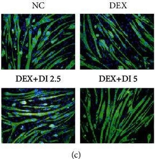 Mouse IgG1 Cross-Adsorbed Secondary Antibody in Immunohistochemistry (IHC)