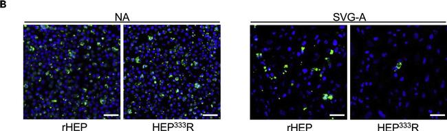 Mouse IgG2a Cross-Adsorbed Secondary Antibody in Immunocytochemistry (ICC/IF)