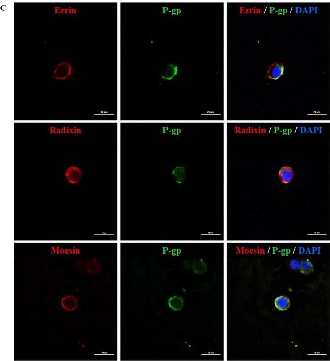 Mouse IgG (H+L) Highly Cross-Adsorbed Secondary Antibody in Immunocytochemistry (ICC/IF)