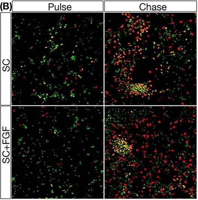 Rabbit IgG (H+L) Highly Cross-Adsorbed Secondary Antibody in Immunocytochemistry (ICC/IF)