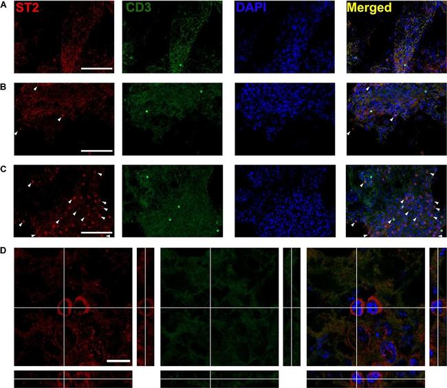 Rat IgG (H+L) Highly Cross-Adsorbed Secondary Antibody in Immunohistochemistry (Frozen) (IHC (F))