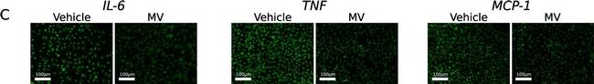 Rat IgG (H+L) Highly Cross-Adsorbed Secondary Antibody in Immunocytochemistry (ICC/IF)