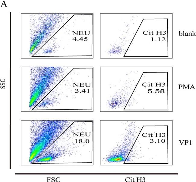 Rabbit IgG (H+L) Cross-Adsorbed Secondary Antibody in Flow Cytometry (Flow)