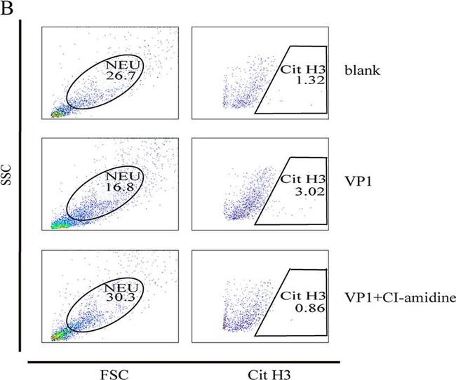 Rabbit IgG (H+L) Cross-Adsorbed Secondary Antibody in Flow Cytometry (Flow)