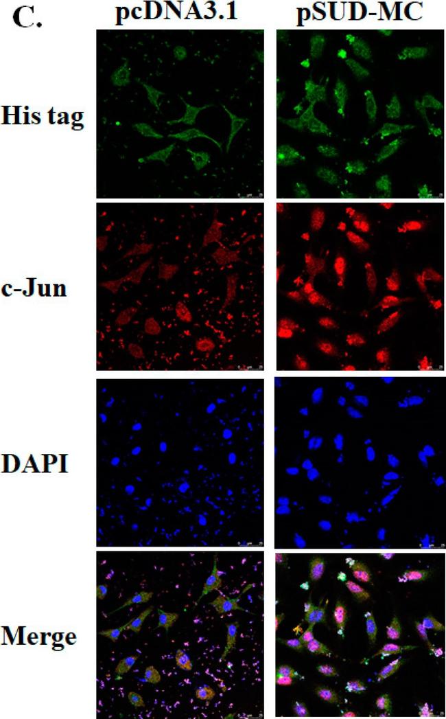 Rabbit IgG (H+L) Cross-Adsorbed Secondary Antibody in Immunocytochemistry (ICC/IF)