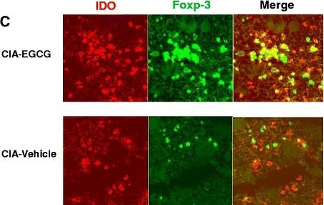 Rat IgG (H+L) Cross-Adsorbed Secondary Antibody in Immunohistochemistry (Frozen) (IHC (F))