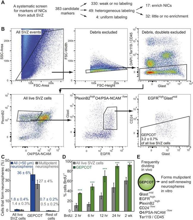 CD24 Antibody in Flow Cytometry (Flow)