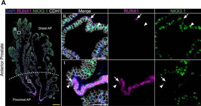 Goat IgG (H+L) Cross-Adsorbed Secondary Antibody in Immunohistochemistry (Paraffin) (IHC (P))