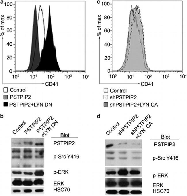 CD41a Antibody in Flow Cytometry (Flow)