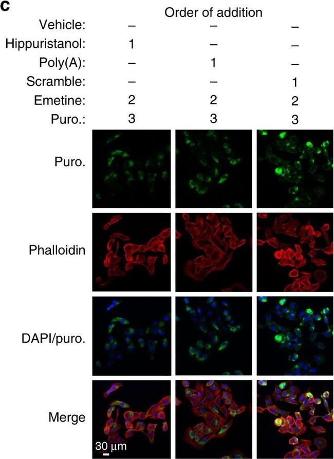 Mouse IgG (H+L) Cross-Adsorbed Secondary Antibody in Immunocytochemistry (ICC/IF)