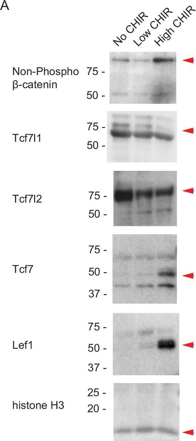 Mouse IgG1 Cross-Adsorbed Secondary Antibody in Western Blot (WB)