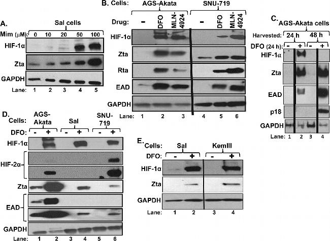 Mouse IgG (H+L) Cross-Adsorbed Secondary Antibody in Western Blot (WB)