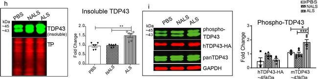 Mouse IgG (H+L) Cross-Adsorbed Secondary Antibody in Western Blot (WB)