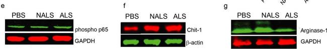 Mouse IgG (H+L) Cross-Adsorbed Secondary Antibody in Western Blot (WB)