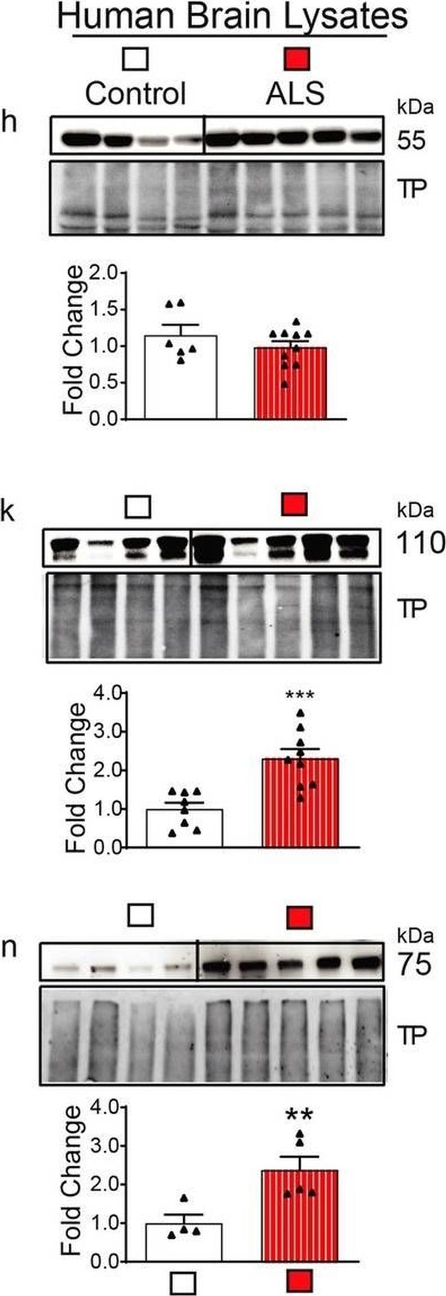 Mouse IgG (H+L) Cross-Adsorbed Secondary Antibody in Western Blot (WB)