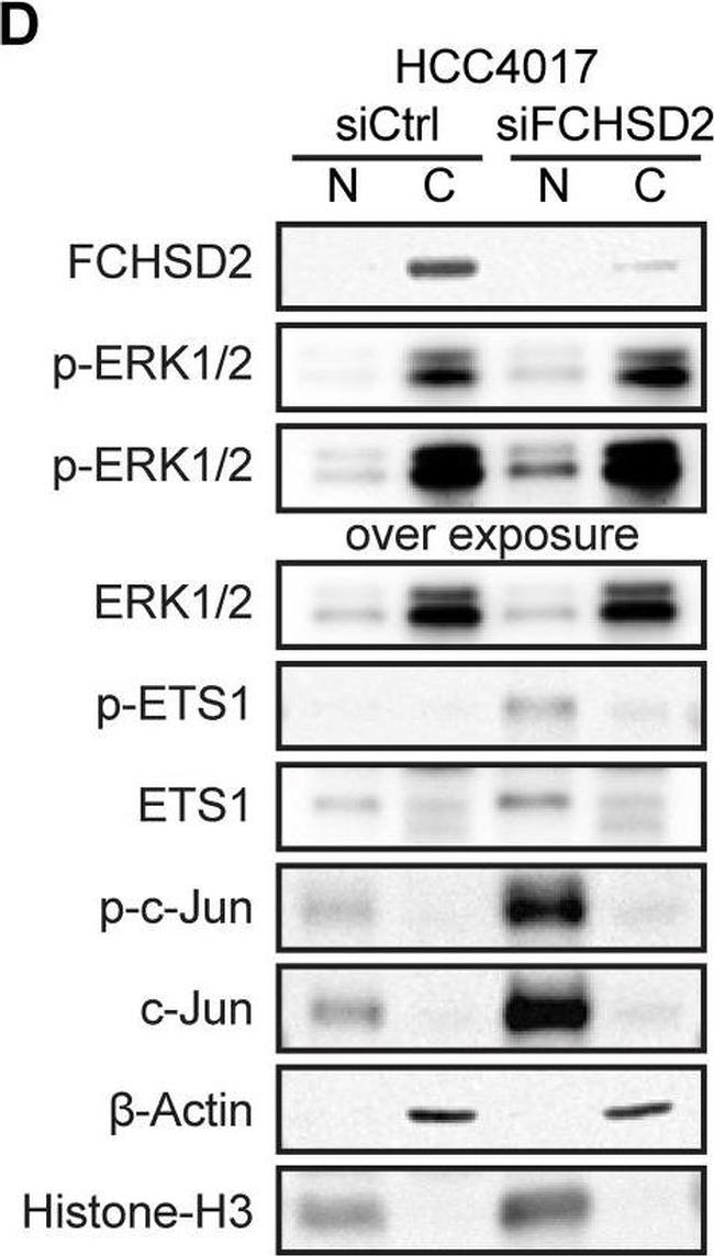 Rabbit IgG (H+L) Cross-Adsorbed Secondary Antibody in Western Blot (WB)