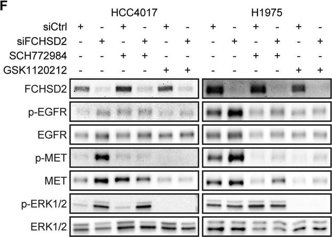 Rabbit IgG (H+L) Cross-Adsorbed Secondary Antibody in Western Blot (WB)