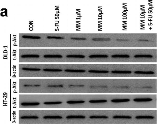 Rabbit IgG (H+L) Cross-Adsorbed Secondary Antibody in Western Blot (WB)