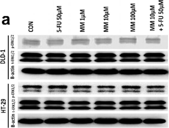 Mouse IgG (H+L) Cross-Adsorbed Secondary Antibody in Western Blot (WB)