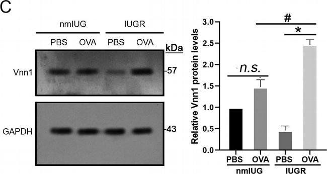 Rabbit IgG (H+L) Cross-Adsorbed Secondary Antibody in Western Blot (WB)