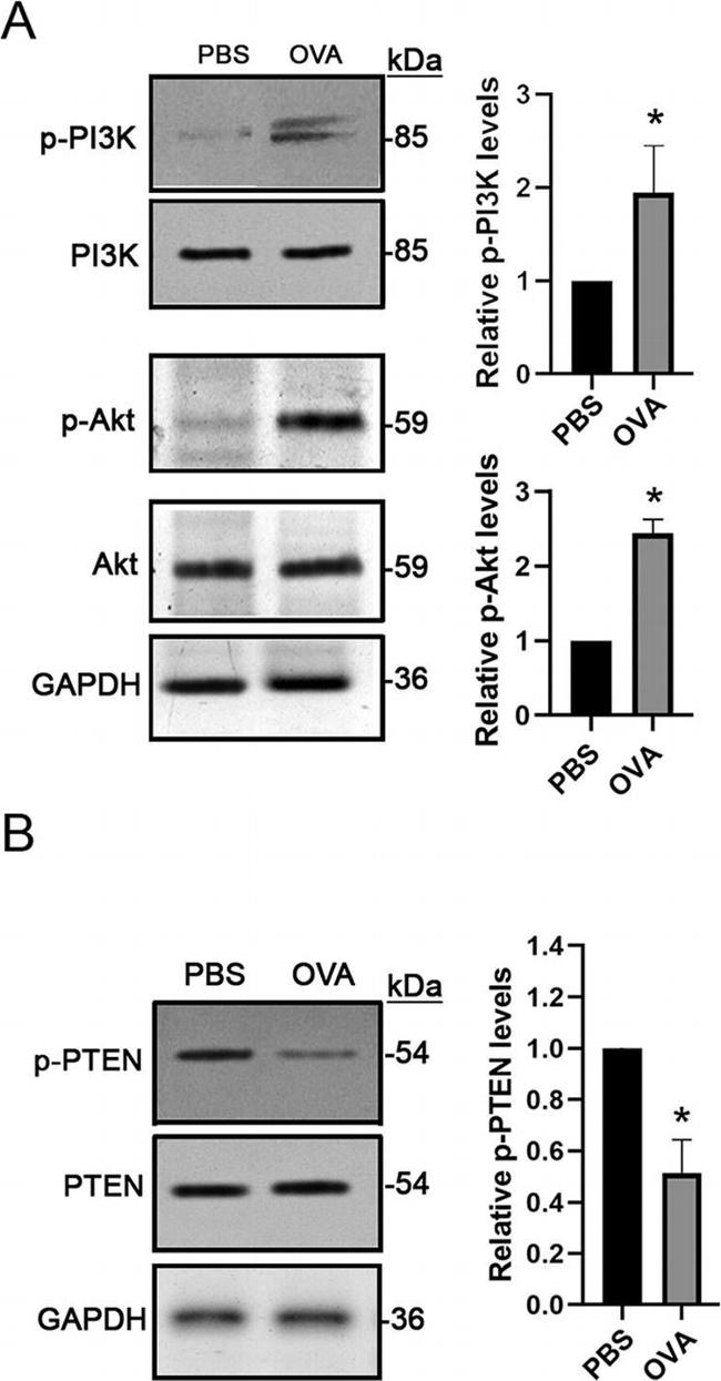 Rabbit IgG (H+L) Cross-Adsorbed Secondary Antibody in Western Blot (WB)