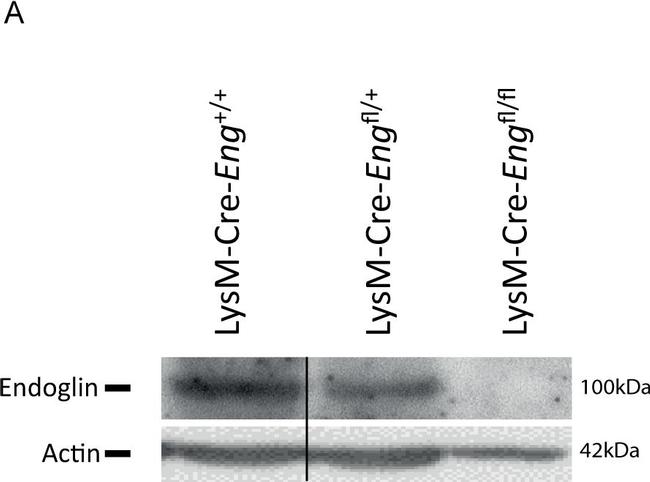 Mouse IgG (H+L) Poly-HRP Secondary Antibody in Western Blot (WB)