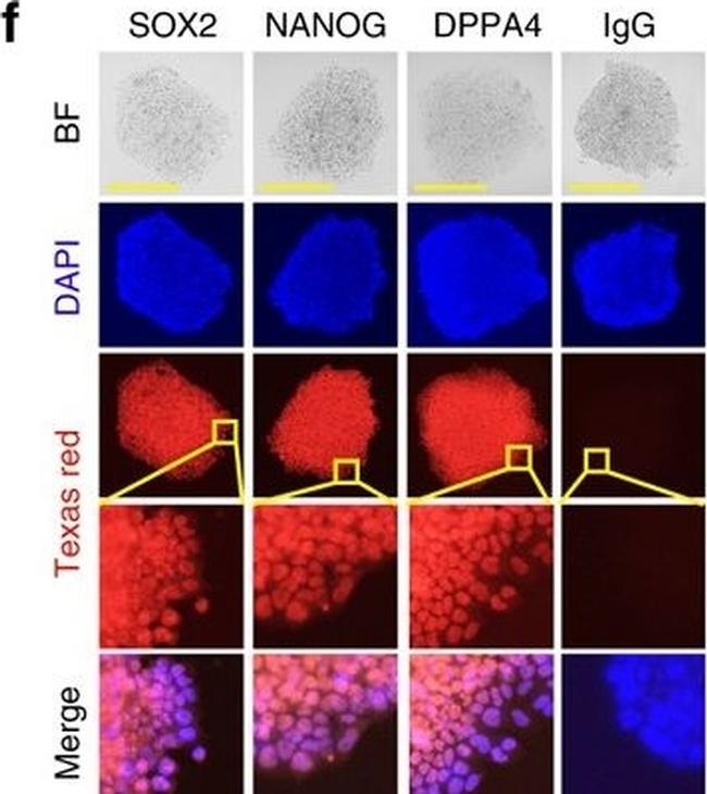 Mouse IgG (H+L) Cross-Adsorbed Secondary Antibody in Immunocytochemistry (ICC/IF)