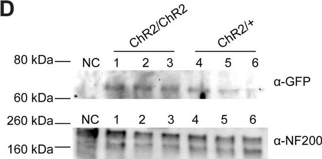Rabbit IgG (H+L) Secondary Antibody in Western Blot (WB)