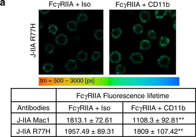 Mouse IgG (H+L) Secondary Antibody in Immunocytochemistry (ICC/IF)